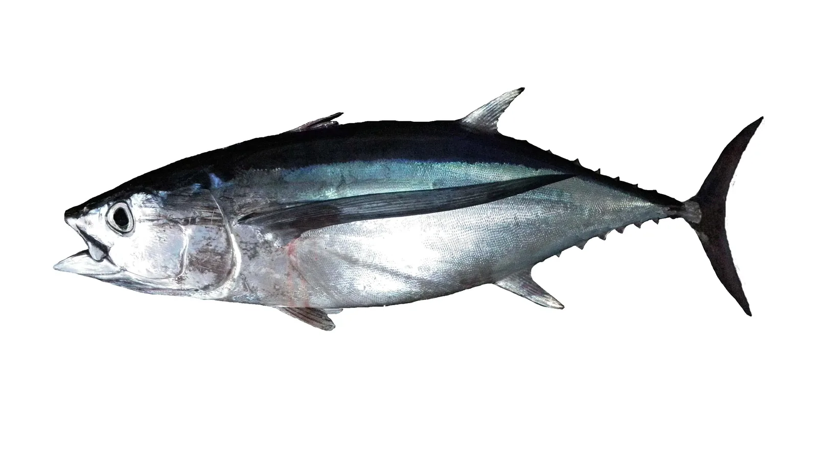 Thon germon (Thunnus alalunga) (Ifremer 00764-87615)