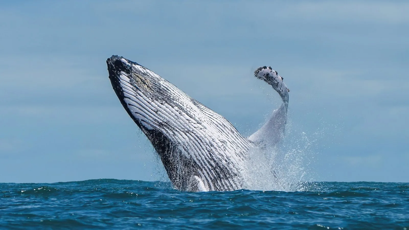 001 Humpback whale breaching in Ballena Marine National Park Photo by Giles Laurent