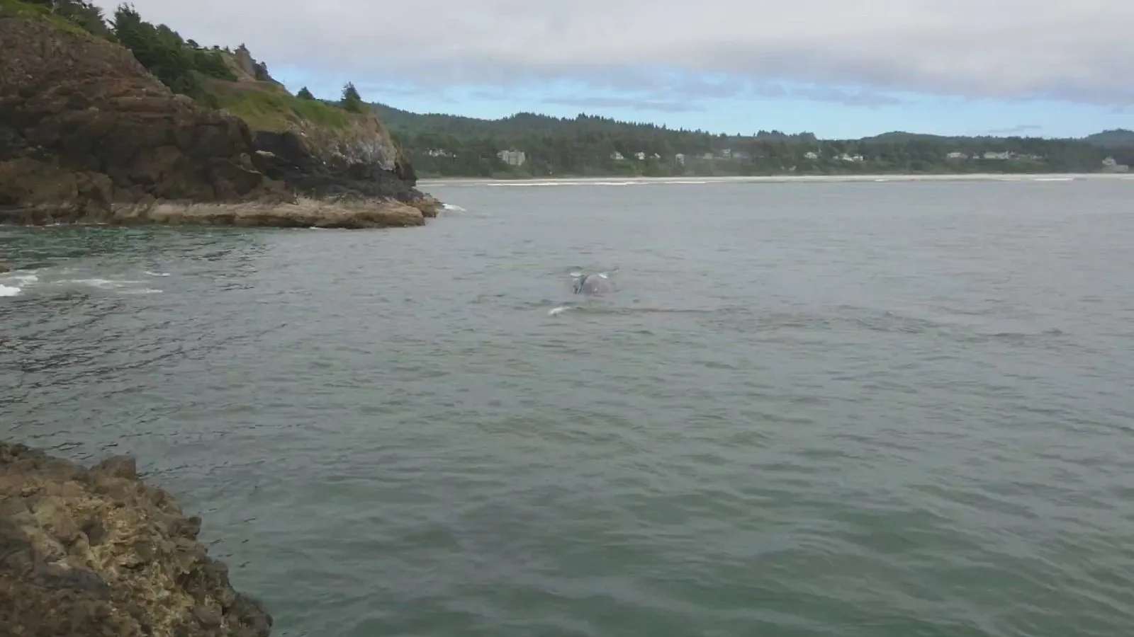 Gray whale feeding at Yaquina Head