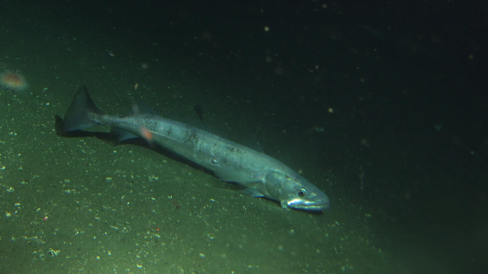 Merluccius productus1